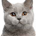 tomichok