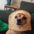 BananaBread user image