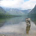 lone-wolf
