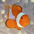 ClownFish steam avatar