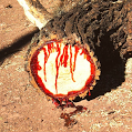thetreeofdoom