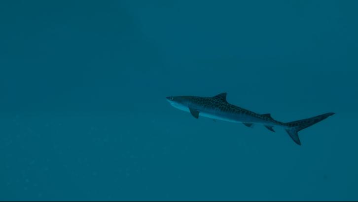 Ultimate Fishing Simulator 2 image