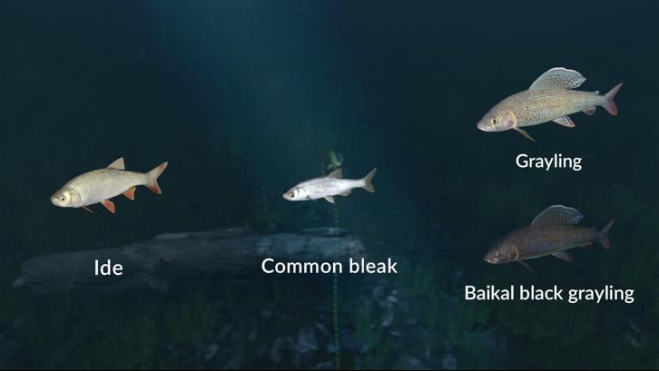 Ultimate Fishing Simulator - New Fish Species image
