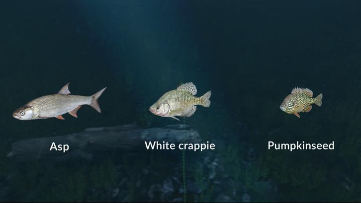 Ultimate Fishing Simulator - New Fish Species image