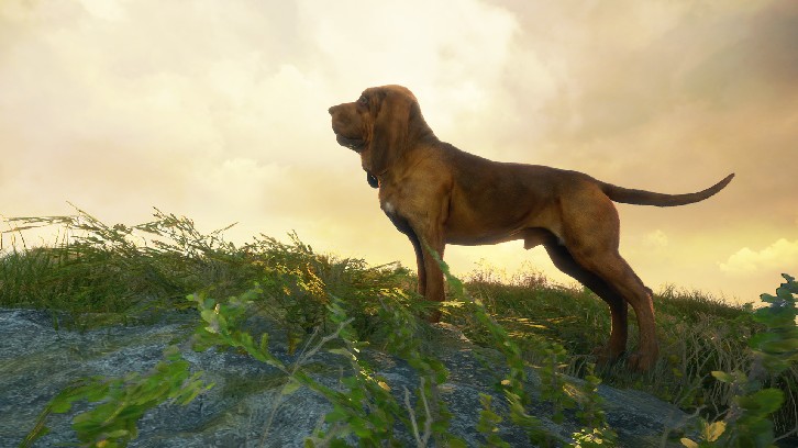 theHunter: Call of the Wild™ - Bloodhound image