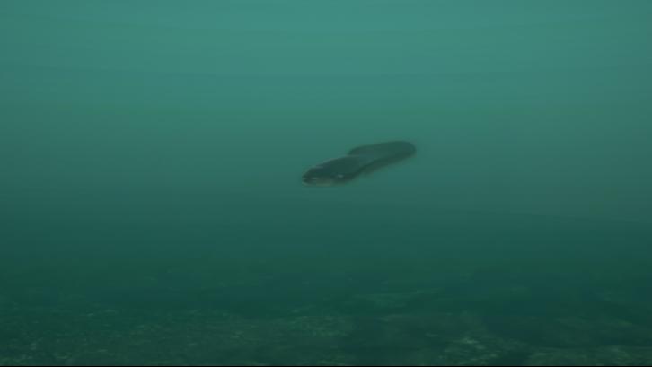 Ultimate Fishing Simulator - Taupo Lake DLC image