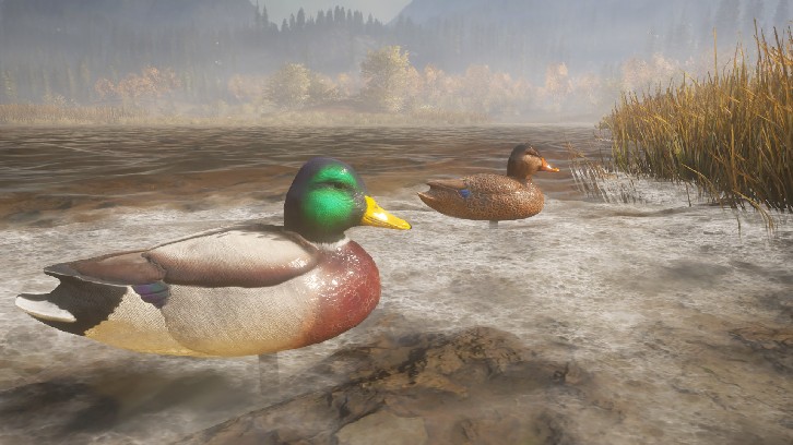 theHunter: Call of the Wild™ - Duck and Cover Pack image