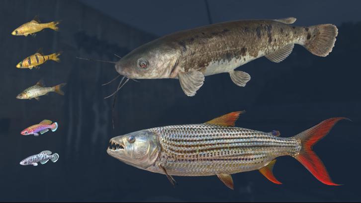 Ultimate Fishing Simulator - Kariba Dam DLC image